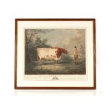 After Boultbee, and engraved by Whefsell, "The Durham Ox" plate 52cm x 60cm