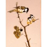 John Crank, study of Great Tit and chicks on a branch, signed watercolour, 35cm x 24cm