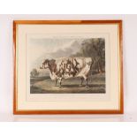 Fores, portraits of prize cattle, "The Everingham Short Horned Prize Cow", after W H Davis