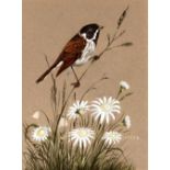 John Crank, "Reed Bunting" signed watercolour, 35cm x 26cm