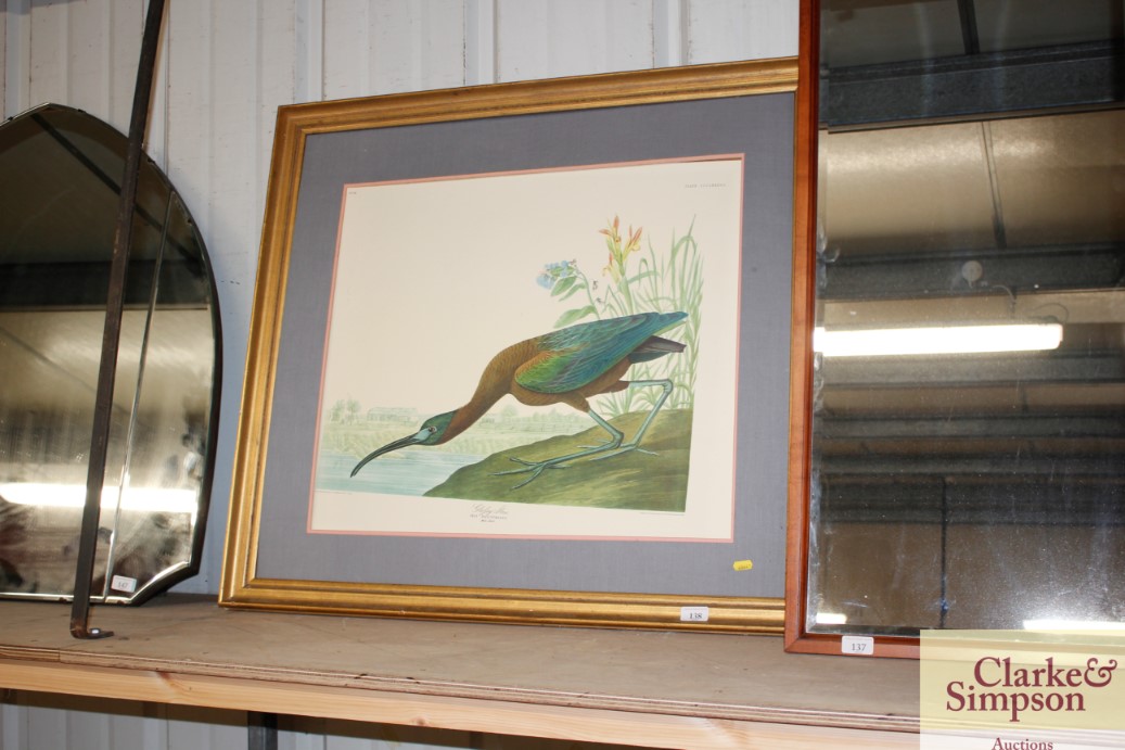 A large print of an Ibis