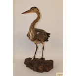 A taxidermy of a heron set to a rustic g