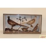 A large cased taxidermy study pf pheasants, Englis