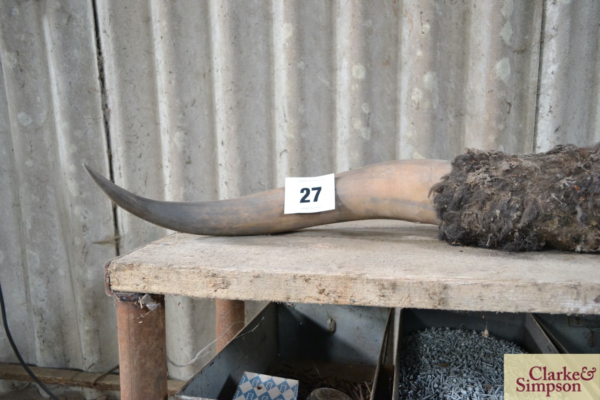 Pair of cattle horns, ex livestock lorry. - Image 2 of 4