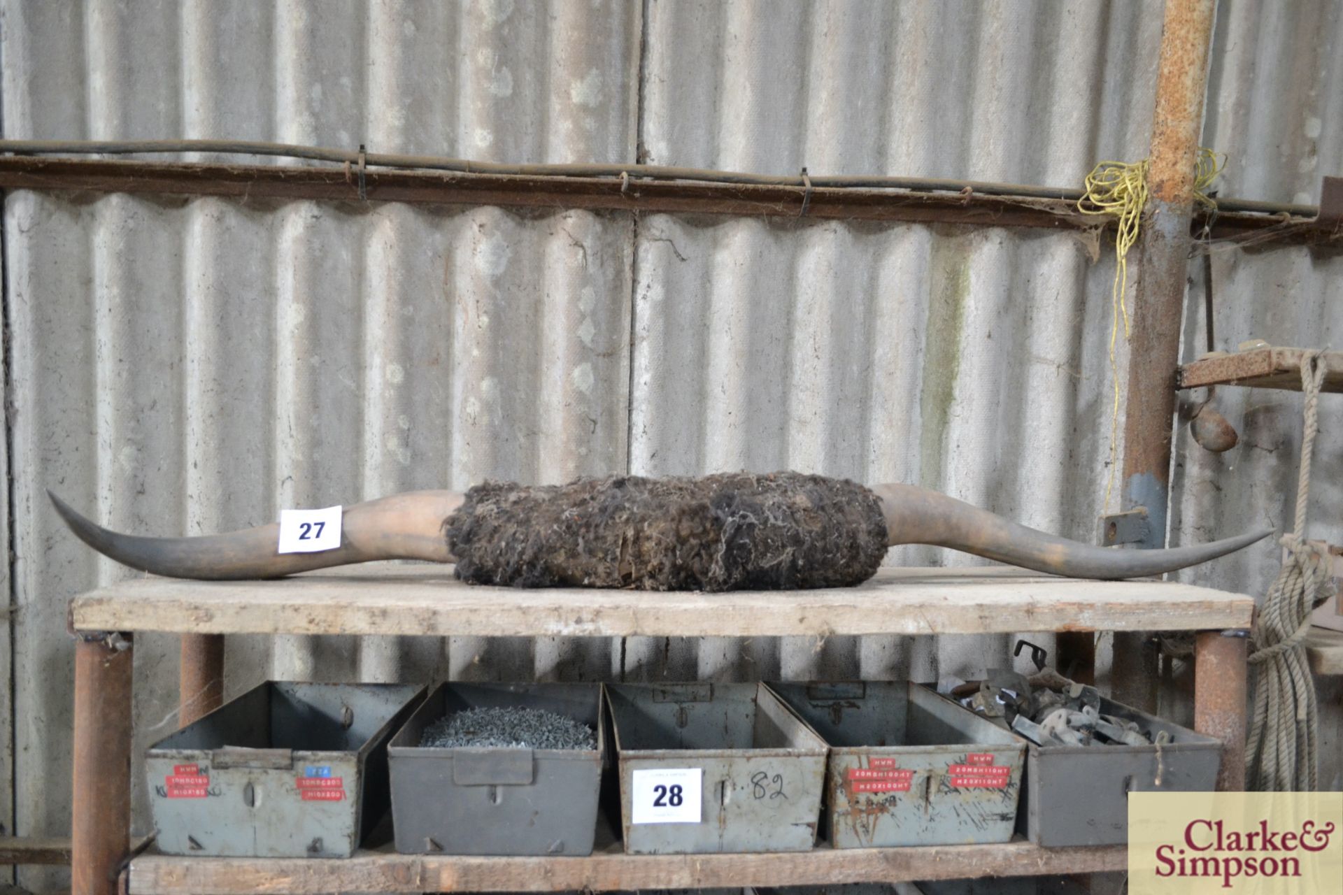 Pair of cattle horns, ex livestock lorry.