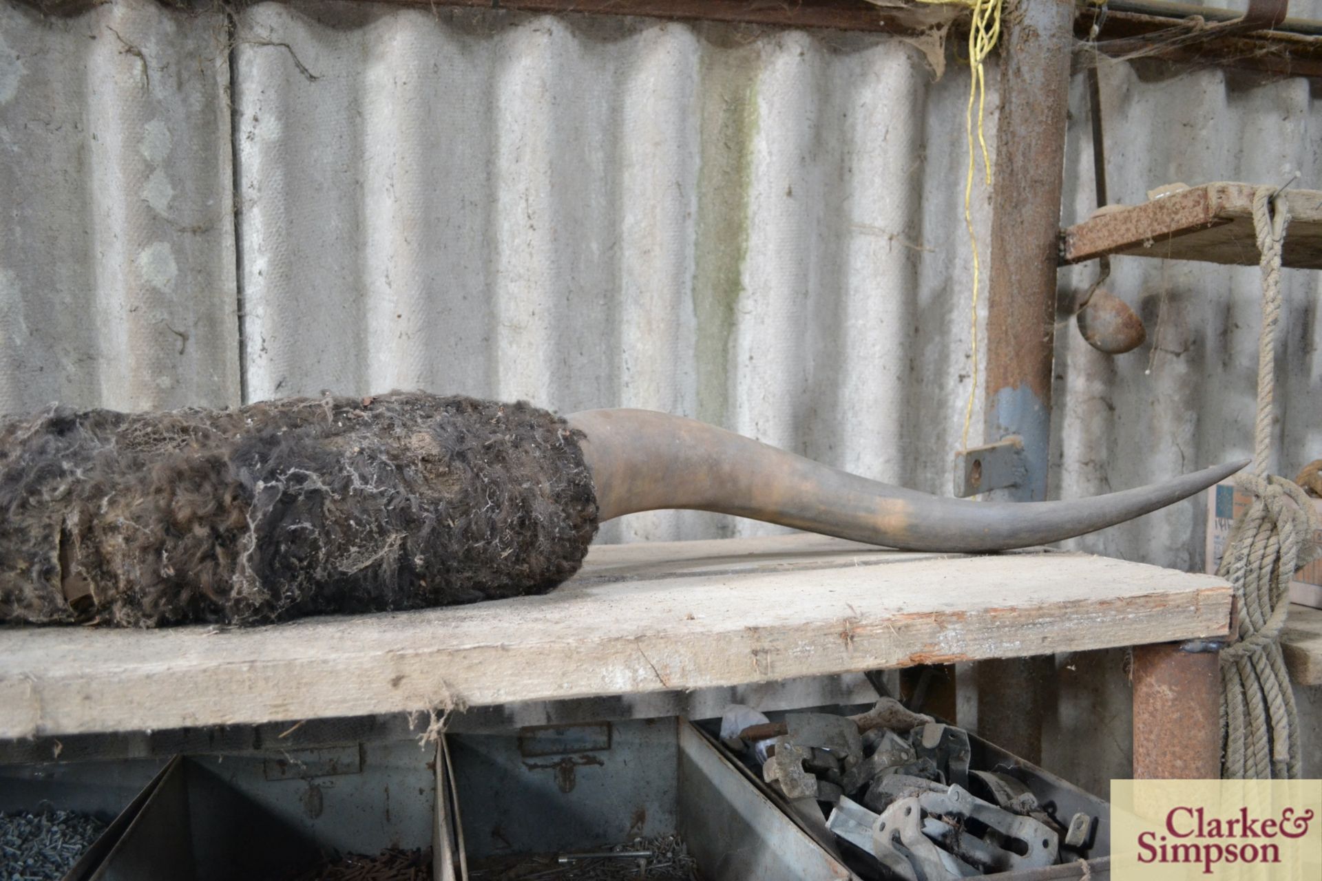 Pair of cattle horns, ex livestock lorry. - Image 3 of 4