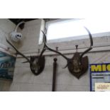 Two mounted antler hunting trophies