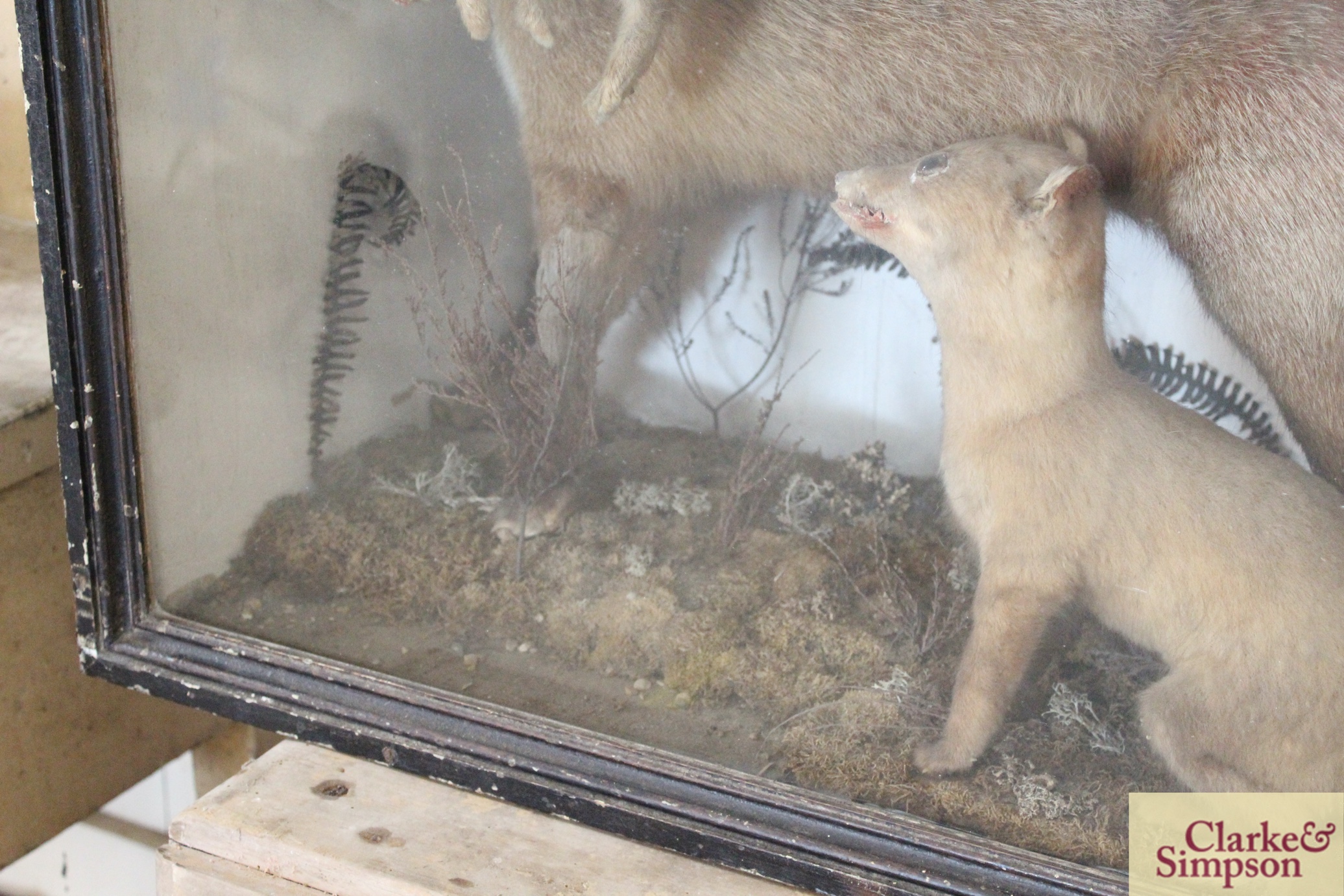 A large cased and preserved taxidermy arrangement - Image 4 of 6