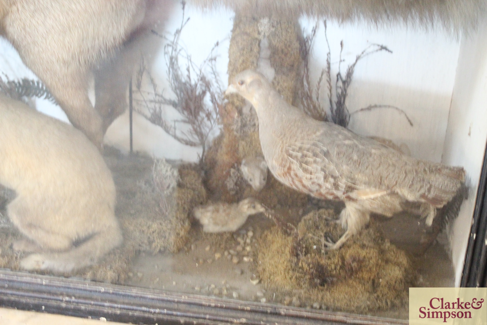 A large cased and preserved taxidermy arrangement - Image 5 of 6