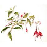 A folder of various botanical watercolours, varying sizes, unframed