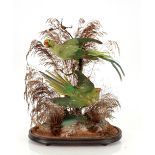 A preserved arrangement of parrots, amongst foliage under glass dome, 50cm high