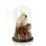 A preserved parakeet, set amongst foliage under glass dome, 48cm high AF