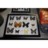 A case of butterfly examples (171)
