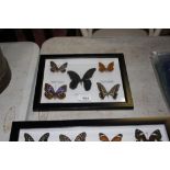A case of butterfly examples (170)