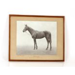 A black and white photographic print of racehorse