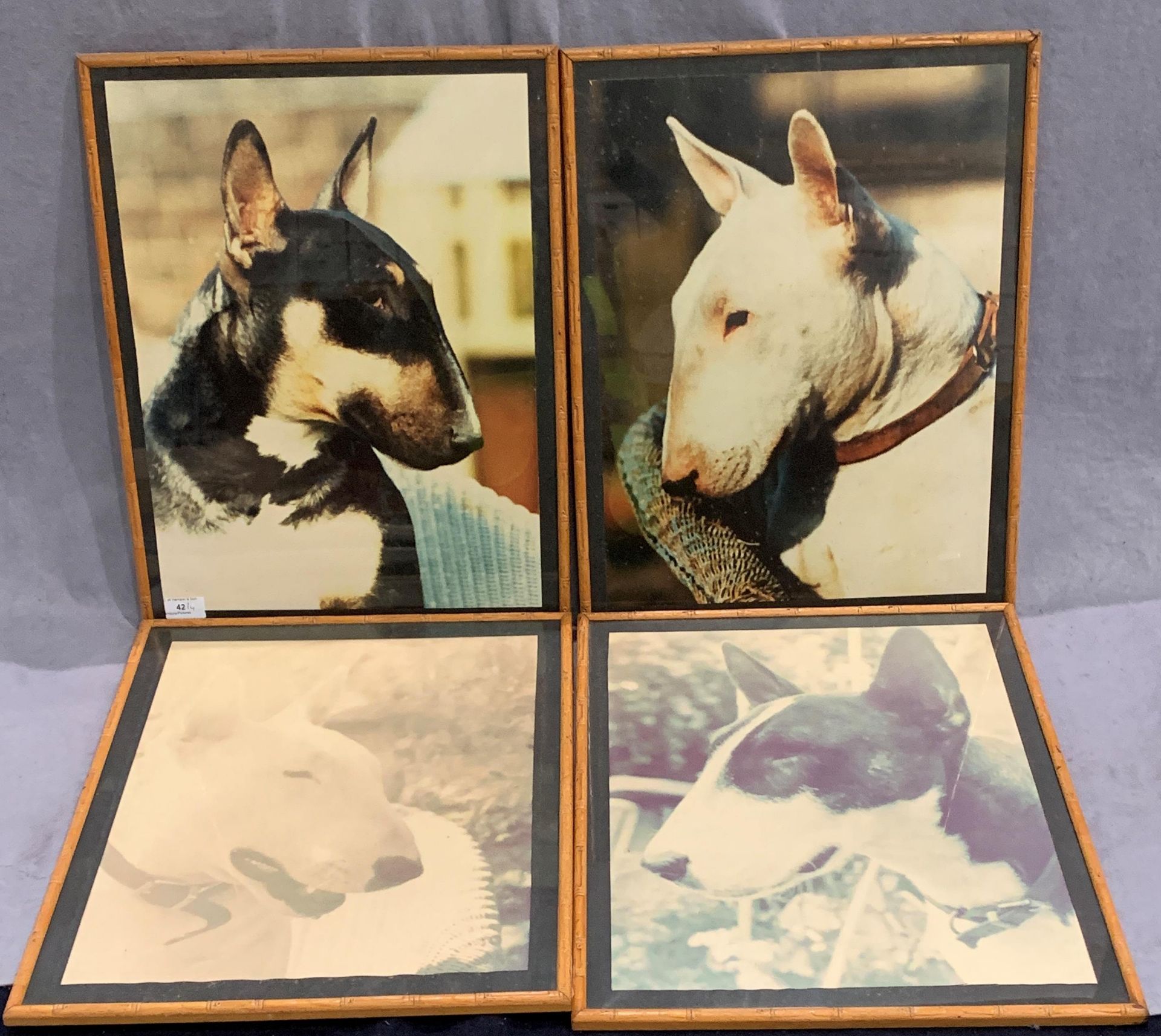 A set of four pictures of Bull Terriers in bamboo effect frames each 52 x 40cm