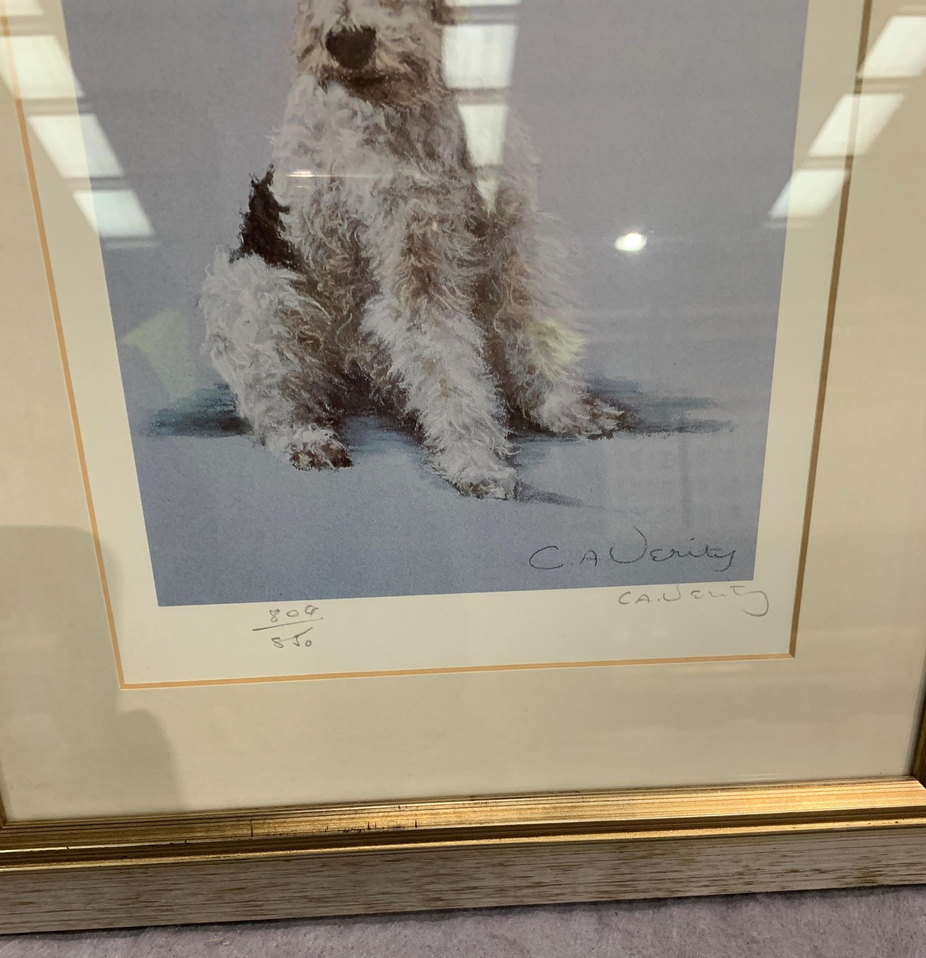 C. A. Verity framed Ltd Edition print of a Wire Hair Fox Terrier 22 x 17cm signed in pencil and No. - Image 2 of 3