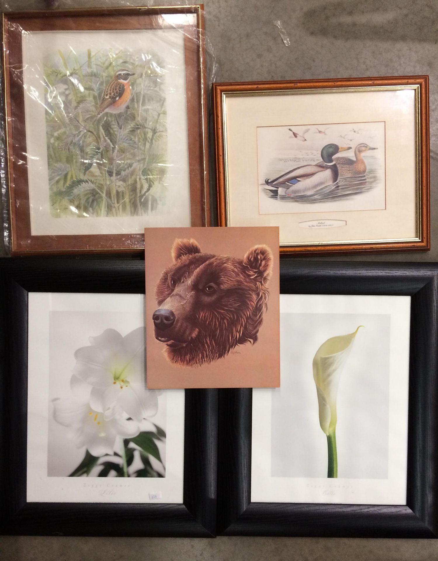 Two black effect framed photo prints by Ziggy Cramer 'Lilie' and 'Calla', each 40cm x 30cm,