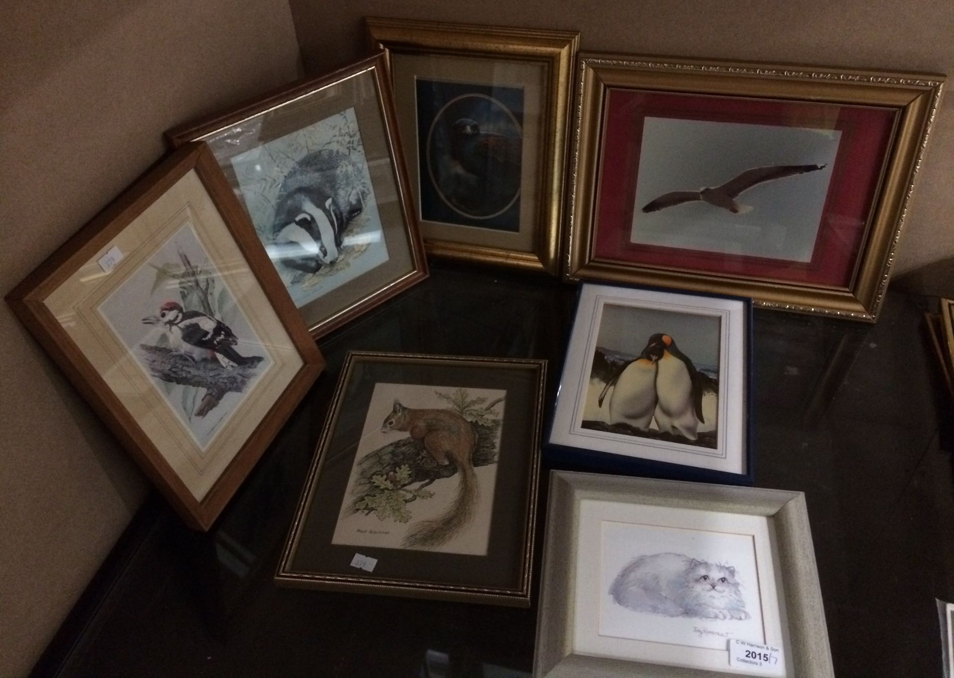 Seven framed photographs and prints of birds and animals