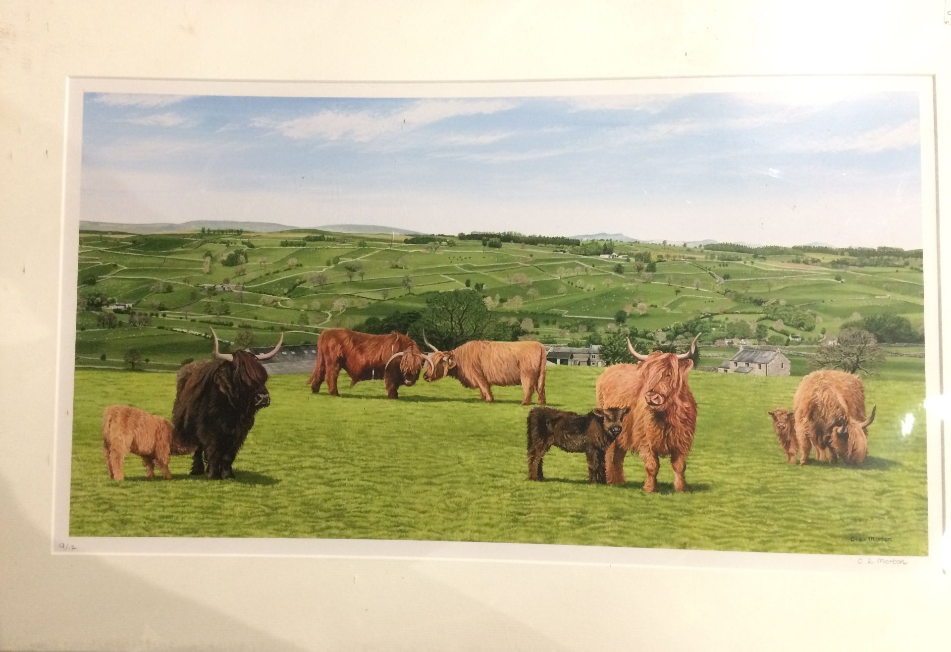 C L Morton, limited edition print of Highland Cattle, in mount, 32cm x 56cm,