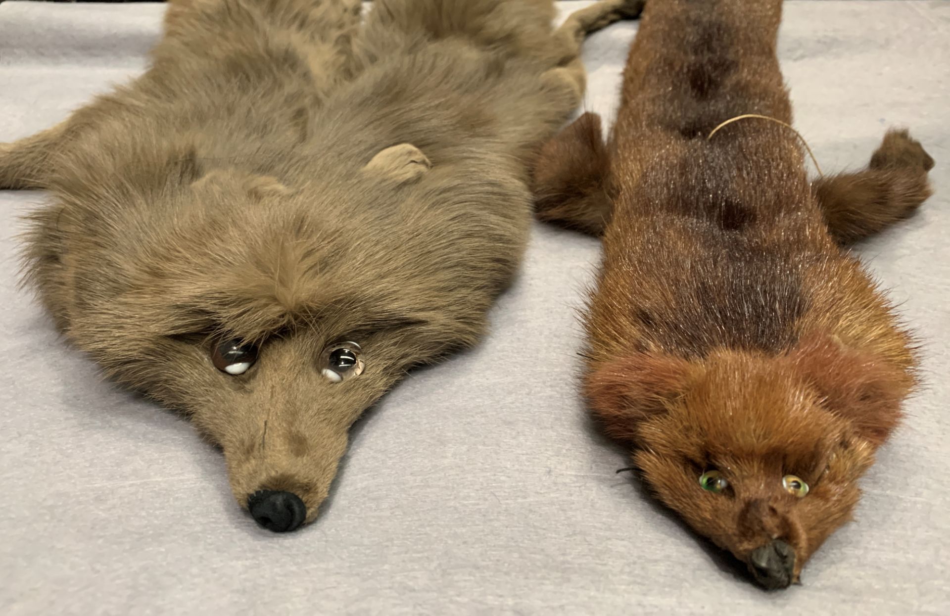 From a deceased estate - two fox fur stoles