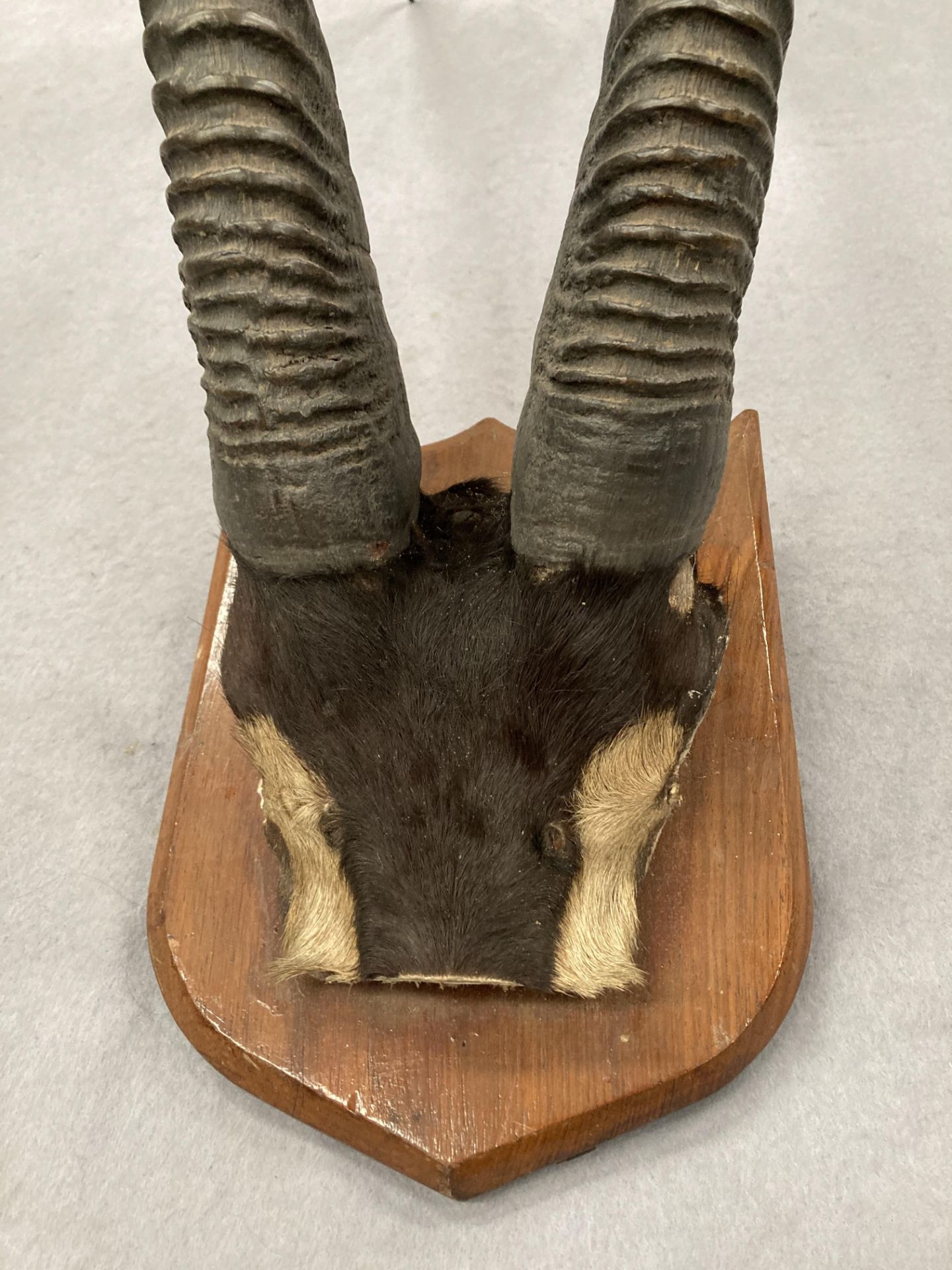 Taxidermy - an impressive pair of Impala horns mounted on small wooden shield approximately 100cm - Image 6 of 7