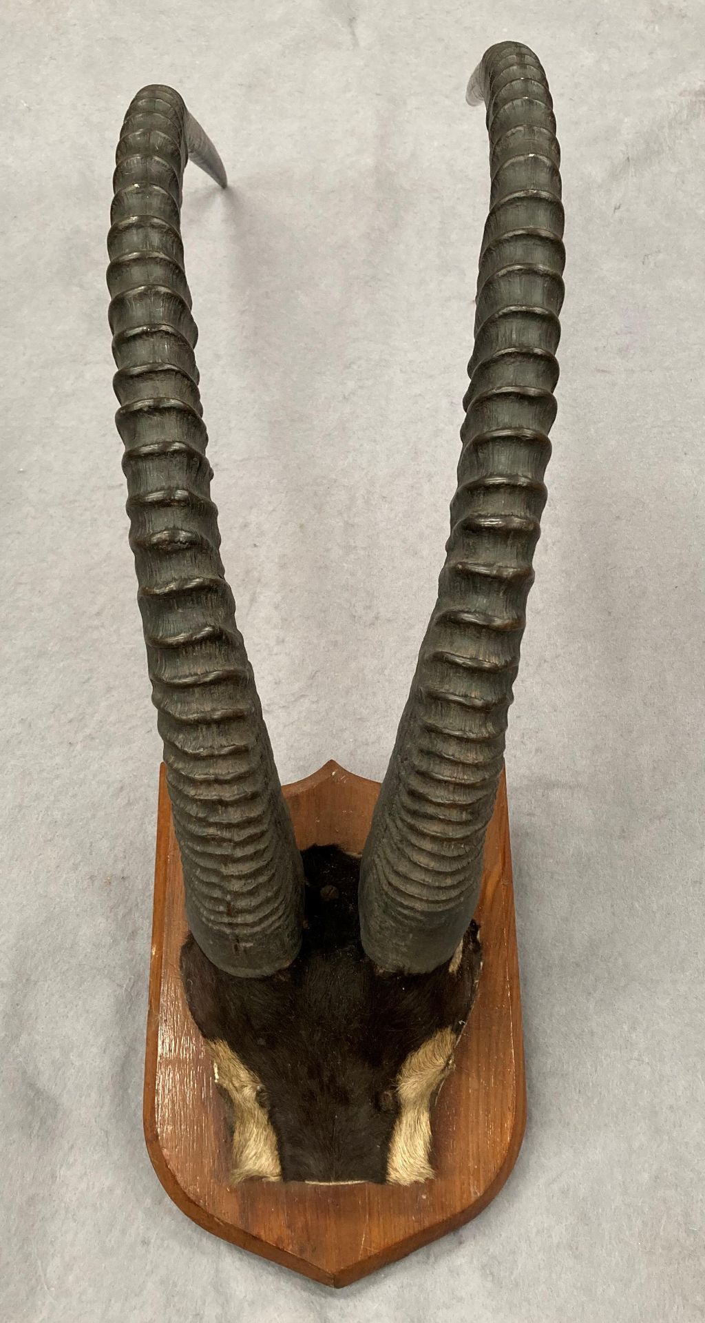 Taxidermy - an impressive pair of Impala horns mounted on small wooden shield approximately 100cm - Image 2 of 7