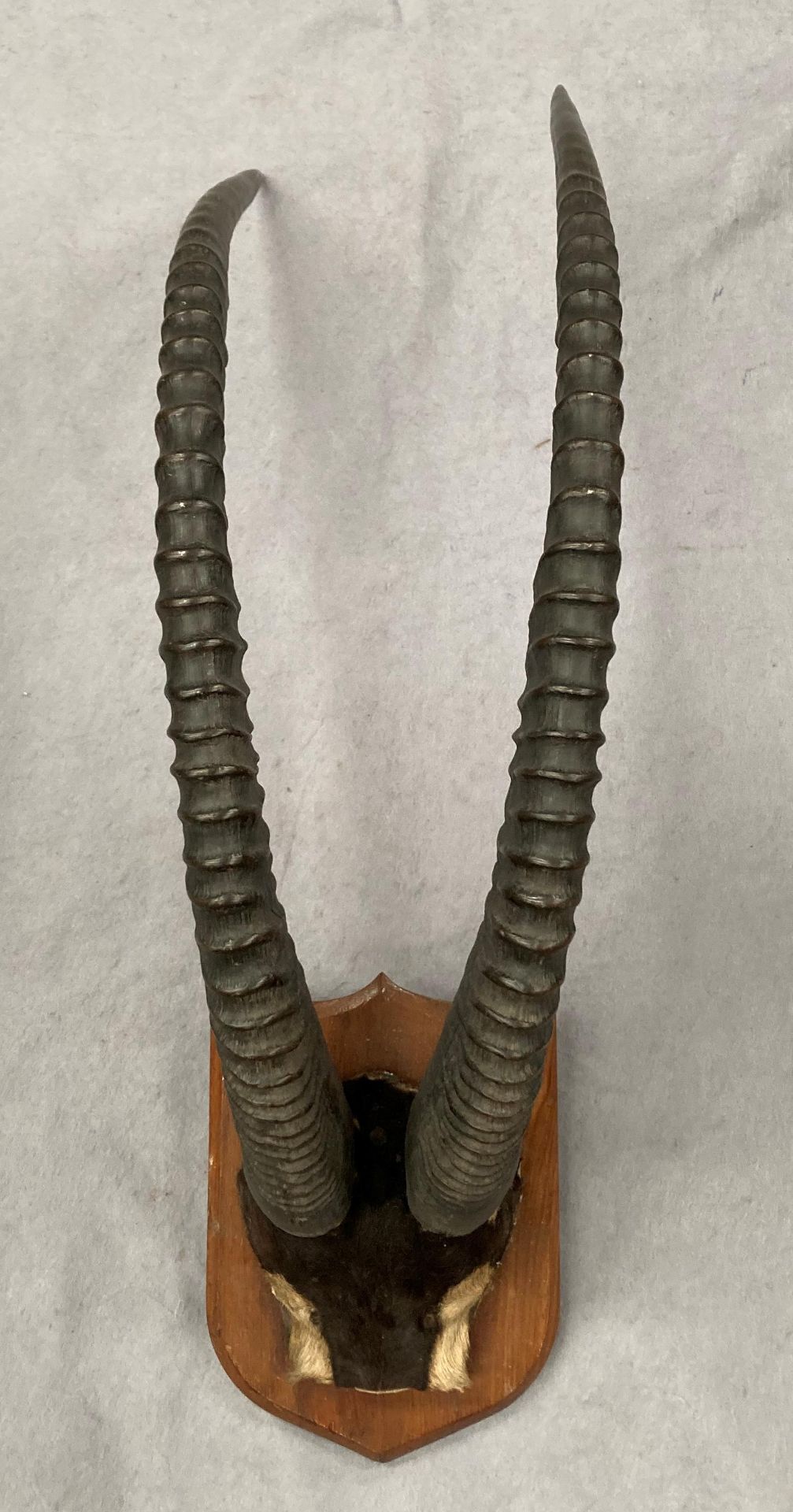 Taxidermy - an impressive pair of Impala horns mounted on small wooden shield approximately 100cm