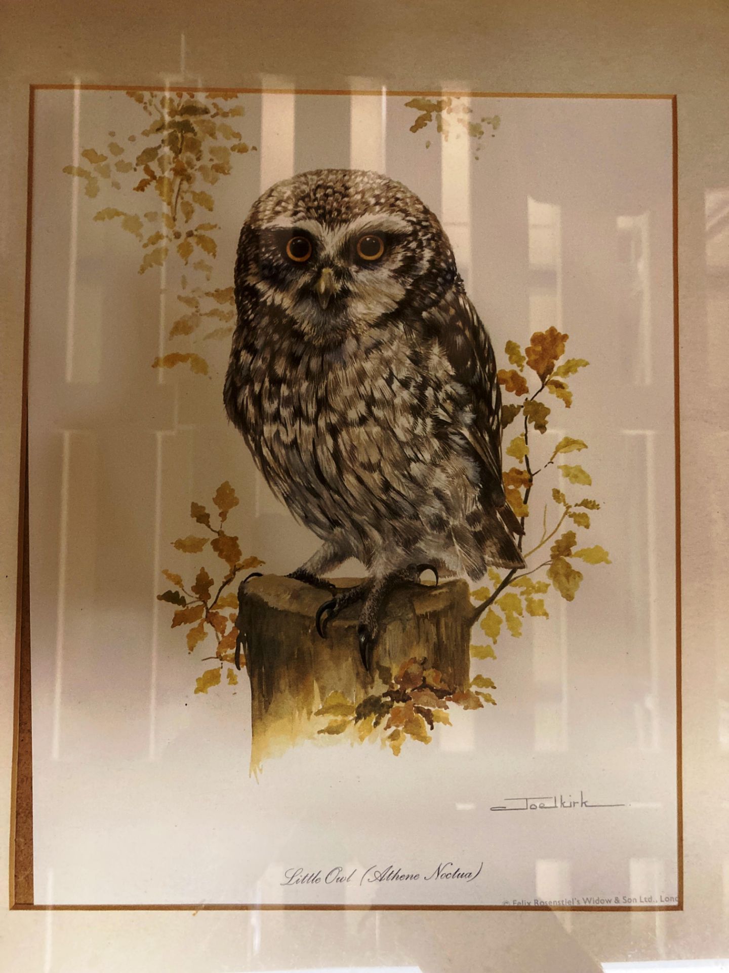 Five assorted owl framed prints by Joel Kirk and Vicki, - Image 3 of 4