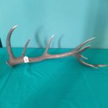 A single deers antler