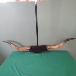 A large pair of mounted buffalo horns measuring from tip to tip approx 68"