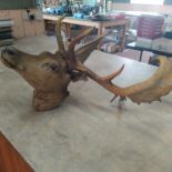 A mounted stags head with antlers