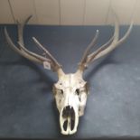 A stags skull with antlers