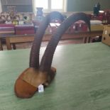 A pair of antique mounted Ibex antlers,