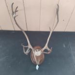 A pair of antlers mounted on an oak plaque