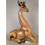 A large Italian porcelain figure of a resting giraffe, (as found) approx 36" high,