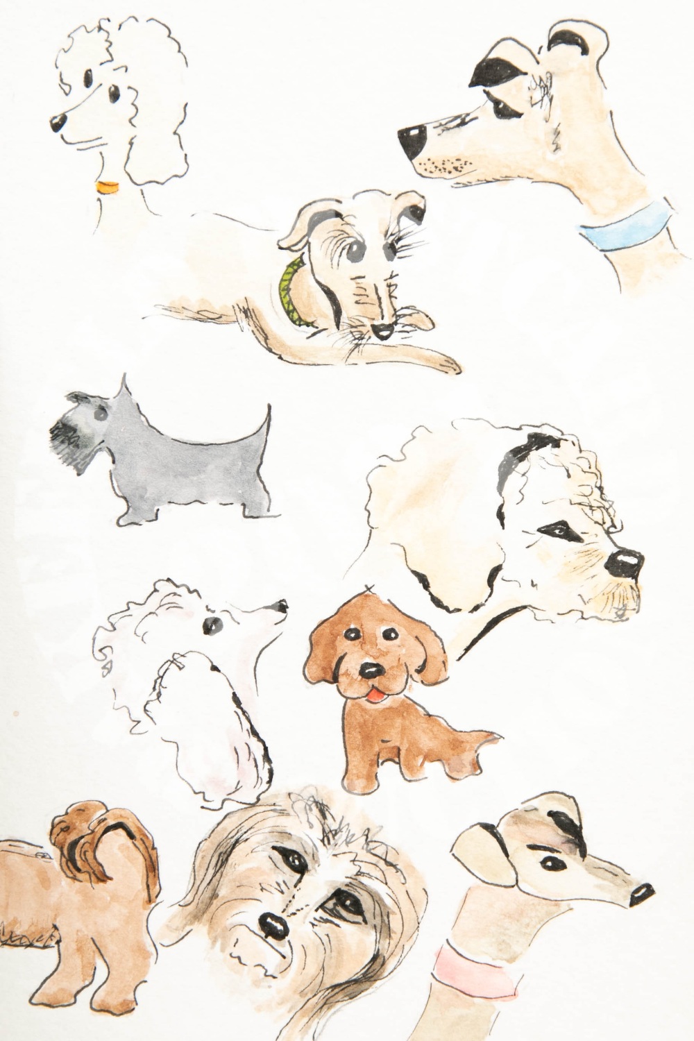 Pakefield Pooches - Ink & watercolour.