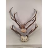 Five assorted deer antlers