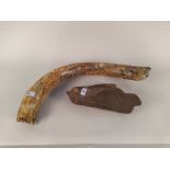 A fossilised tusk section and bone section from a prehistoric mammoth