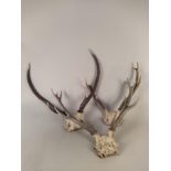 Five assorted deer antlers