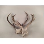 Three sets of deer antlers