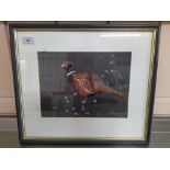 Julian Novorol (1949-) watercolour of a pheasant, signed bottom right hand side and dated 2005,