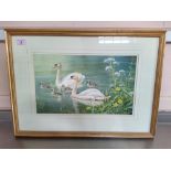 Neil Cox (1955-), watercolour of swans with cygnets, signed lower right,