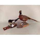 A taxidermy pheasant together with a magpie