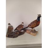 A taxidermy pheasant together with a pair of partridges mounted on wooden plinth
