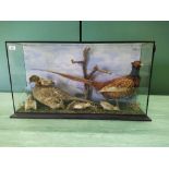 A cased taxidermy display of a pair of pheasants with five chicks,