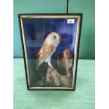 A cased taxidermy barn owl dated 1909 with name Millichamp Presteigne marked within case