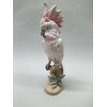 An early 19th Century Royal Dux, pink pad mark cockatoo on perch,