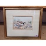 A framed watercolour of a ringed plover signed Roland Green,