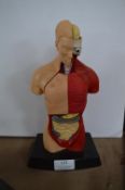 Medical Model of Muscles and Inner Organs